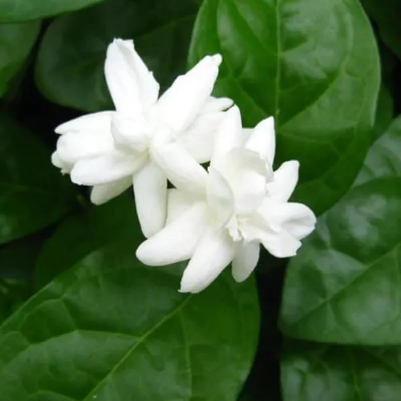 2 Orleans Sambac Jasmine Plants Live, Climbing Jasmine Indoor Outdoor Live, Fragrant, 5-9" in Tall, No Pot, Hardy and Fast-Growing