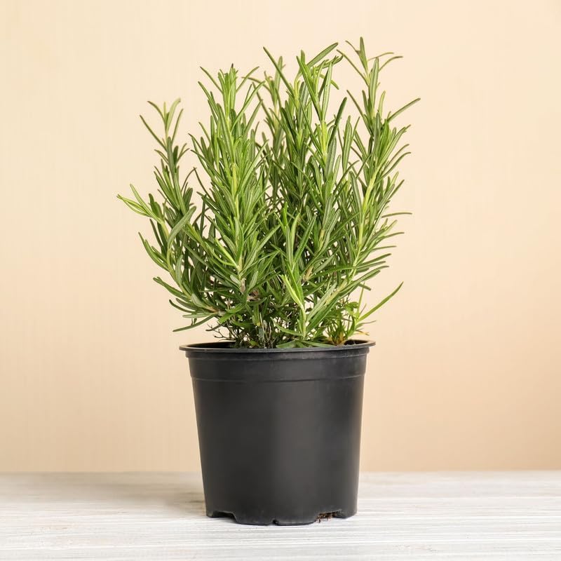 Rosemary Plant in 4 Inch Pot, Fragrant Plants for Indoor Outdoor Planting, Live Perennial Rosemary Plants