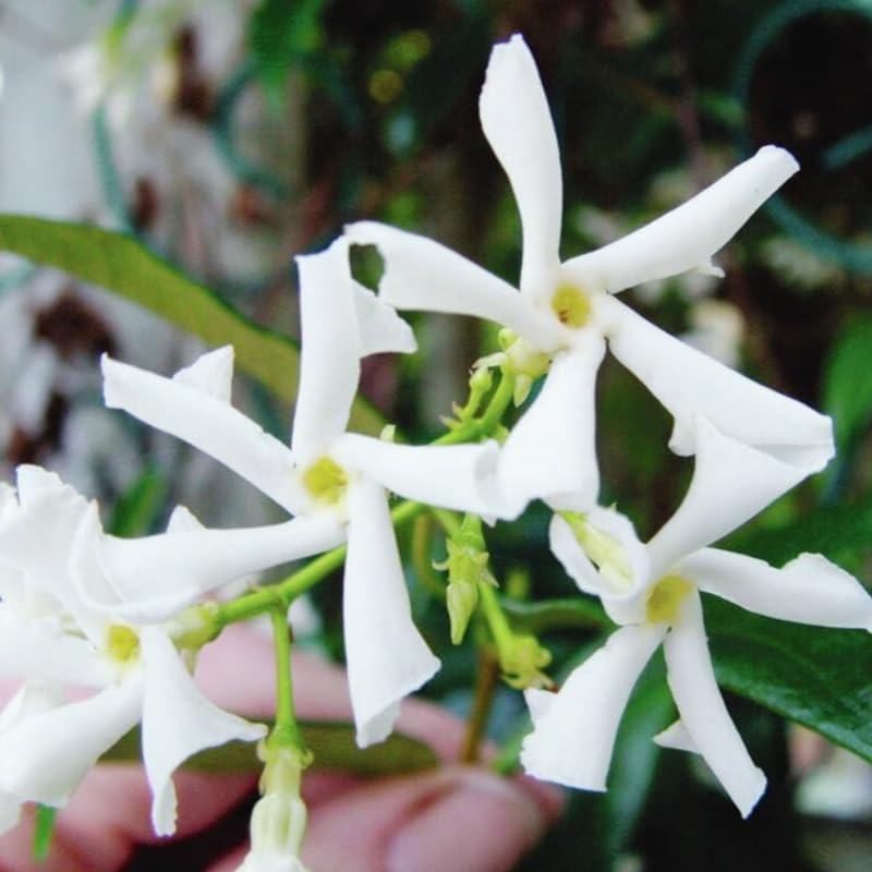 2 Green Confederate Star Jasmine Plants Live, Climbing Jasmine Indoor Outdoor Live, Fragrant, 5-9" in Tall, No Pot, Hardy and Fast-Growing
