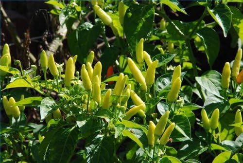 Clovers Garden Tabasco Pepper Plants- Two (2) Live Plants – Non-GMO - Not Seeds – Each 4"-8" Tall in 4 Inch Pots - Medium Hot