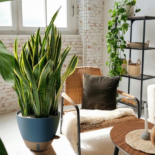 12/10/8 Inch Self Watering Pots for Indoor Plants Plastic Large Plant Pots for Outdoor Plants, Water Level Window & Spacious Reservoir Flower Pots Decorative Planter with Drainage and Tray (3 Count)