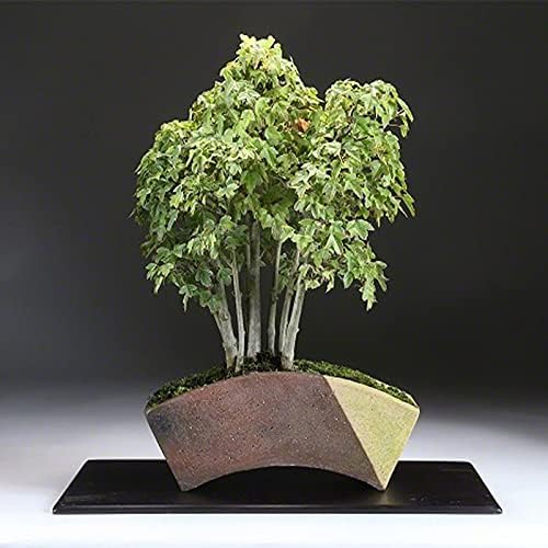 Wazakura Tokoname Series Handmade Fan Shaped Bonsai Pot with Drainage Holes 6.8 inch (174mm) Made in Japan, Artisan Ceramic Garden Container, Decorative Flower Planter - Fan Shape