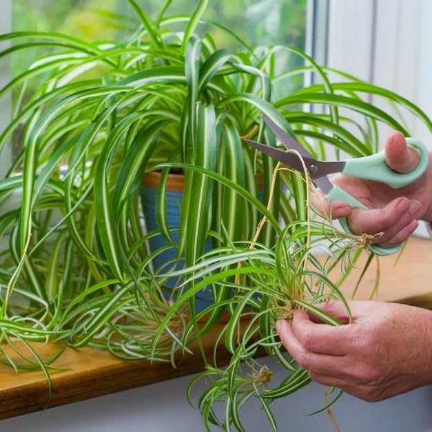 Healthy Spider Plant - Easy Care, Air-Purifying Houseplant (4 Spider sacs)