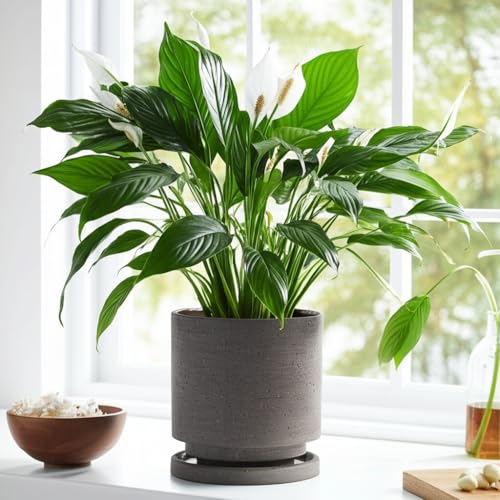 Ceramic Plant Pot Drainage Hole & Saucer for Indoor Plants