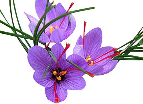 20 Saffron Sativus Crocus Corms - Premium Quality Saffron Bulbs for Planting with Comprehensive Growing Instructions