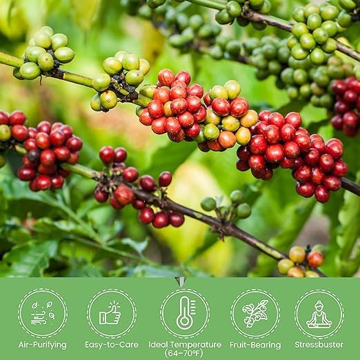 American Plant Exchange Arabica Coffee 3 Pack Fuit Producing Live Plants, Three 4" Pots, Fragrant White Flowers