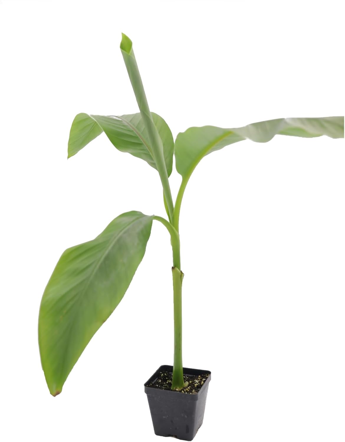 Greenwood Nursery: Live Perennial Plants - Musa Basjoo Cold Hardy Banana - [Qty: 2X Pint Pots] - (Click for Other Available Plants/Quantities)