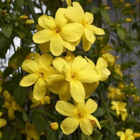 Primrose Jasmine (Jasminum Mesnyi) Live Plant - Fragrant Yellow Blooms. Japanese, Chinese, Asian. Indoor, Outdoor Shrub (4 prim jas Cups)