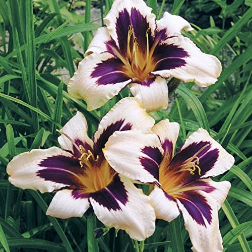 Wild Horses Daylily Flower Bulbs - Daylilies Root - Naturalizing - Perennializing - Easy to Grow Live Plants - Outdoor Garden
