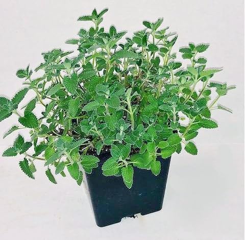 Greenwood Nursery: Live Perennial Plants - 'Walkers Low' Catmint + Nepeta × Faassenii - [Qty: 3X Pint Pots] - (Click for Other Available Plants/Quantities)