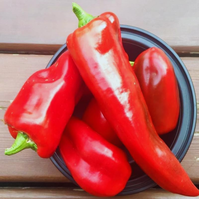 Set 6 Long Red Pepper Live Plants, 90 Days Old Live Pepper Chili Plant for Spring Planting