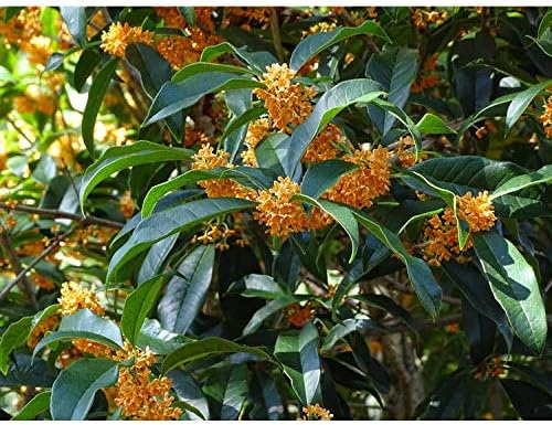 Apricot Echo Orange Tea Olive - Live Plant - 2 Gallon Pot