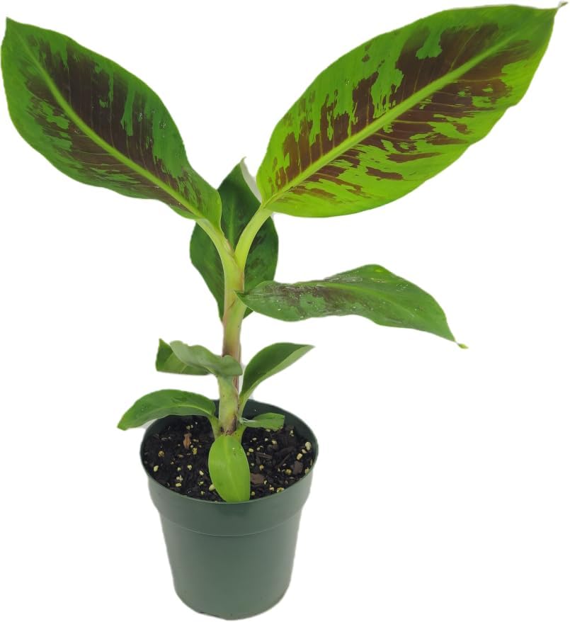 Dwarf Cavendish Banana Plant (Musa acuminata 'Dwarf Cavendish') - Indoor/Outdoor Edible Fruit Tree - Fast Growing, Grows Up to 7 Feet Tall