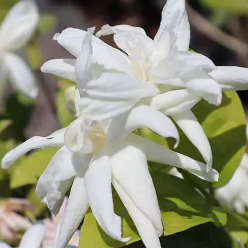 2 Belle of India Jasmine Plants Live, Climbing Jasmine Indoor Outdoor Live, Fragrant, 5-9" in Tall, No Pot, Hardy and Fast-Growing