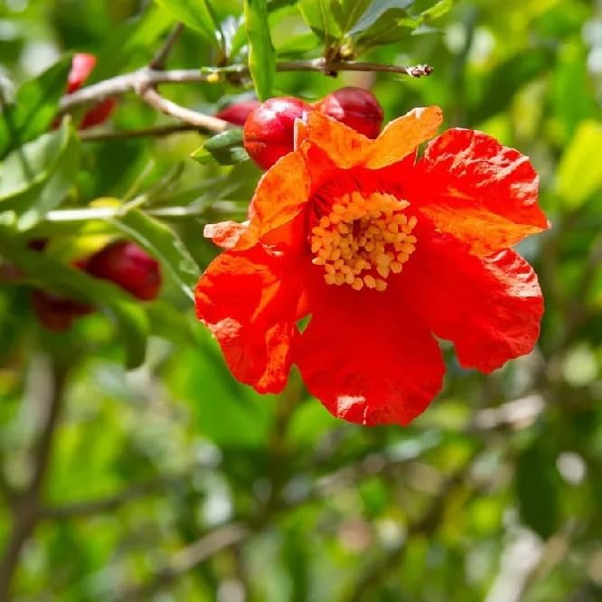 Live Pomegranate 'Wonderful' Plants (Punica Granatum 'Wonderful') - Fruit-Bearing, Drought-Tolerant, Easy to Grow (4 stevia sacs)