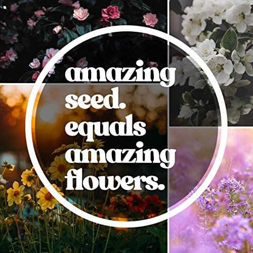 All Annual Wildflower Mix Seeds for Planting - 4 Oz ~4,000+ Seeds - 21 Varieties Including California, Indian Blanket, Scarlet Flax, & More - Attracts Pollinators - Bulk Wildflower Seed