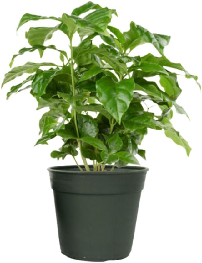 American Plant Exchange Arabica Coffee Live Plant, 4-Inch Pot, Fruiting Indoor Houseplant, Easy Care, Shiney Green Foliage
