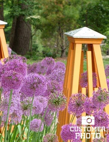 Purple Sensation Allium - Allium aflatuense Flower Bulbs - 5 Bulbs per Pack - Attracts Butterflies and Hummingbirds - Deer Resistant - Good as Cut Flowers - Perennializing - Easy to Grow Live Plants