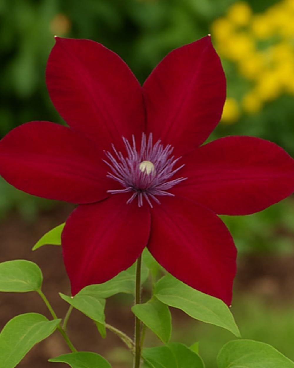 Perennial Farm Clematis Boulevard® Nubia™ Hybrid – Live Clematis Vine in 4 Quart Container, Rich Red Blooms, Compact Habit, Long Blooming, Perfect for Trellises, Containers & Small Space Gardens