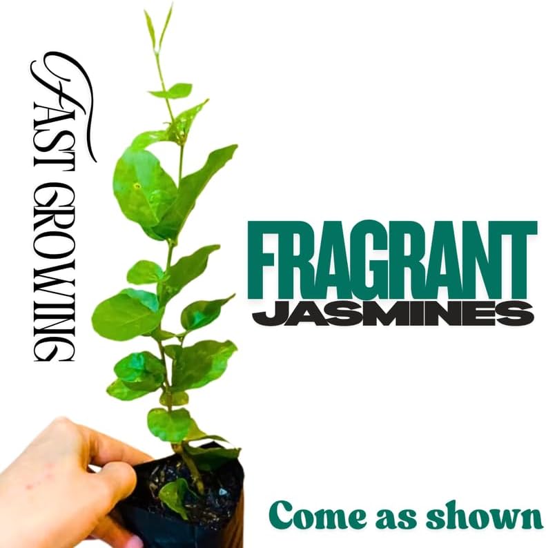 2 Random Jasmine Plants Live, Climbing Jasmine Indoor Outdoor Live, Fragrant, 5-9" in Tall, No Pot, Hardy and Fast-Growing