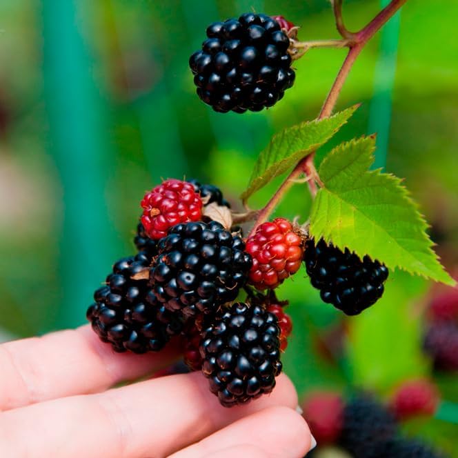 Thorny Boysenberry Plants (4 Pack) – Live Starter Plants for Planting, Vigorous Trailing Canes Producing Large, Juicy, Sweet-Tart Berries, Ideal for Jams, Pies, and Fresh Eating