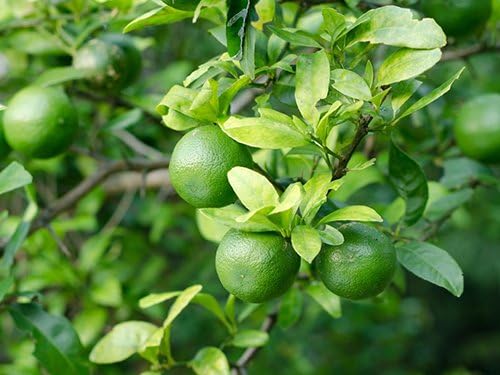 Sympathy Persian Lime Gift Tree, Easy to Grow, Indoor/Outdoor, Live Plant, Lasting Sympathy Gift, by The Magnolia Company, Can't Ship to CA, AL, AZ, LA, TX