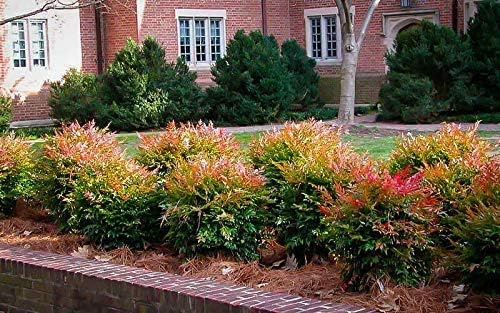 Heavenly Bamboo - Nandina Domestica - 3 Live Gallon Size Plants - Beautiful & Colorful Low Maintenance Foliage
