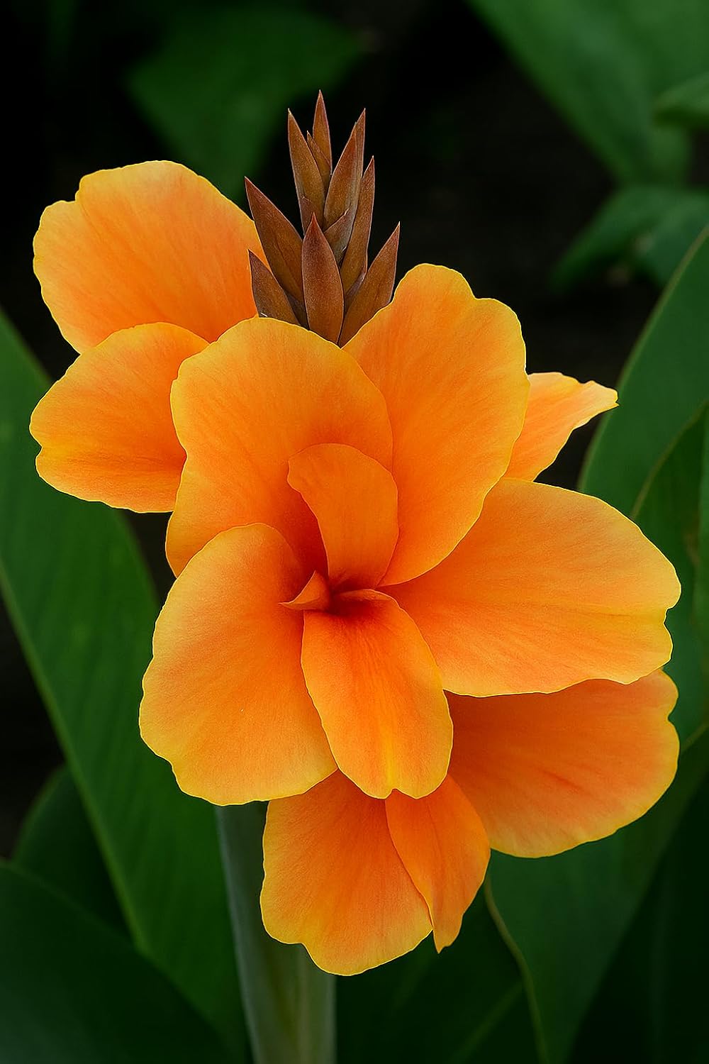 Canna Dwarf 'Tropical Sunrise' Bulb – Soft Peach Blooms for Containers & Gardens - Bring a Touch of The Tropics to Your Garden (5 Rhizomes)
