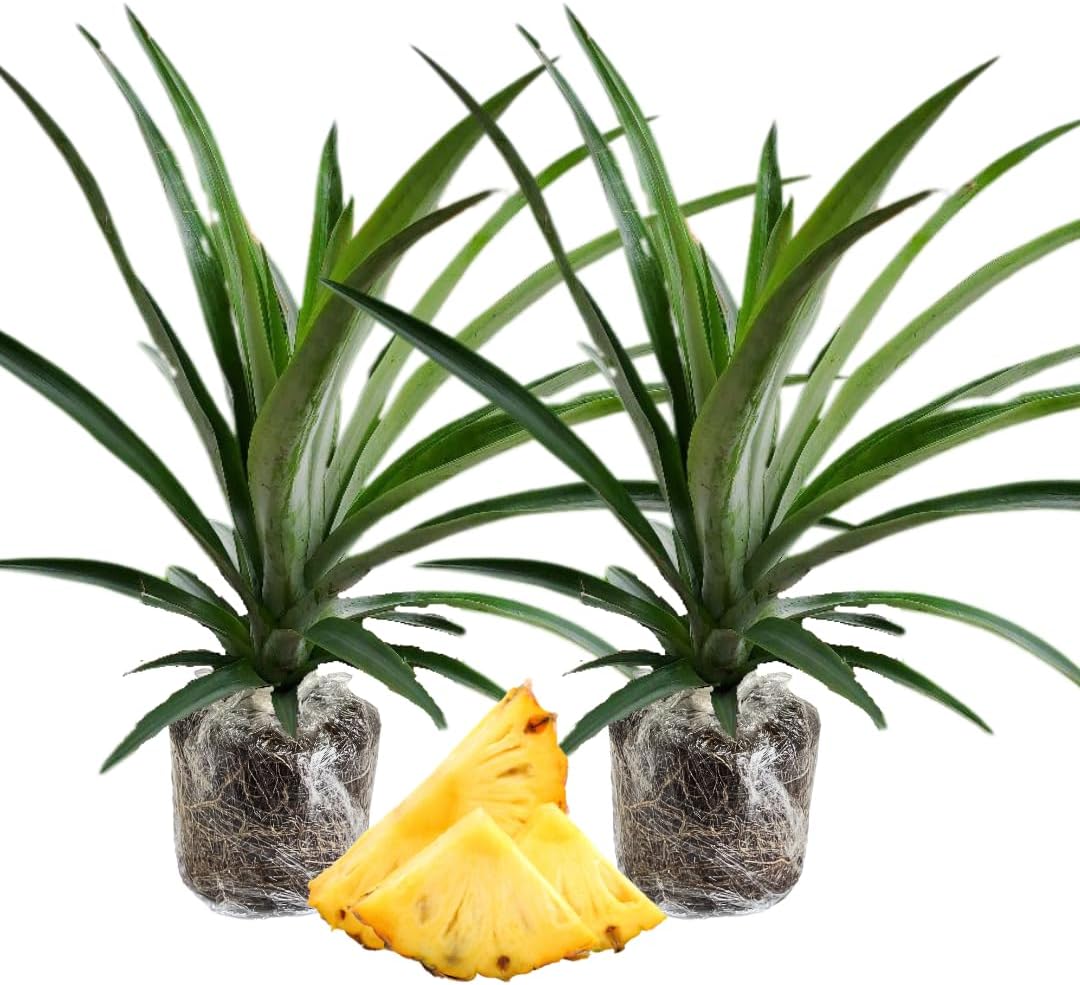 2 Sugarloaf Pineapple Plants Live, 5-9 Inc Tall, Pineapple Fruit Trees Live Plants, Pineapple Seedlings