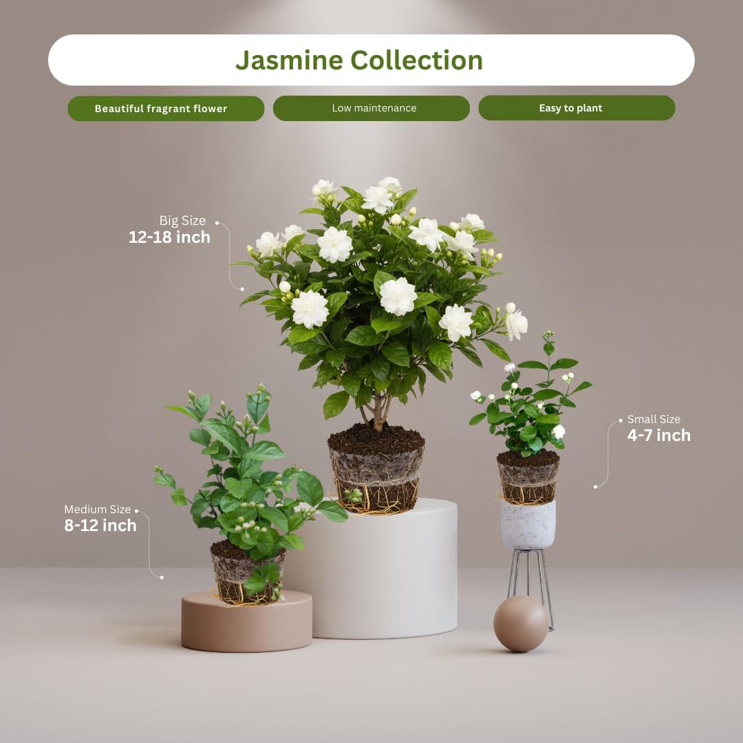 Grand Duke of Tuscany Jasmine Plants Live, Arabian Jasmine Plant Indoor, Fragrant Jasmines Flowers 4 to 7 Inch