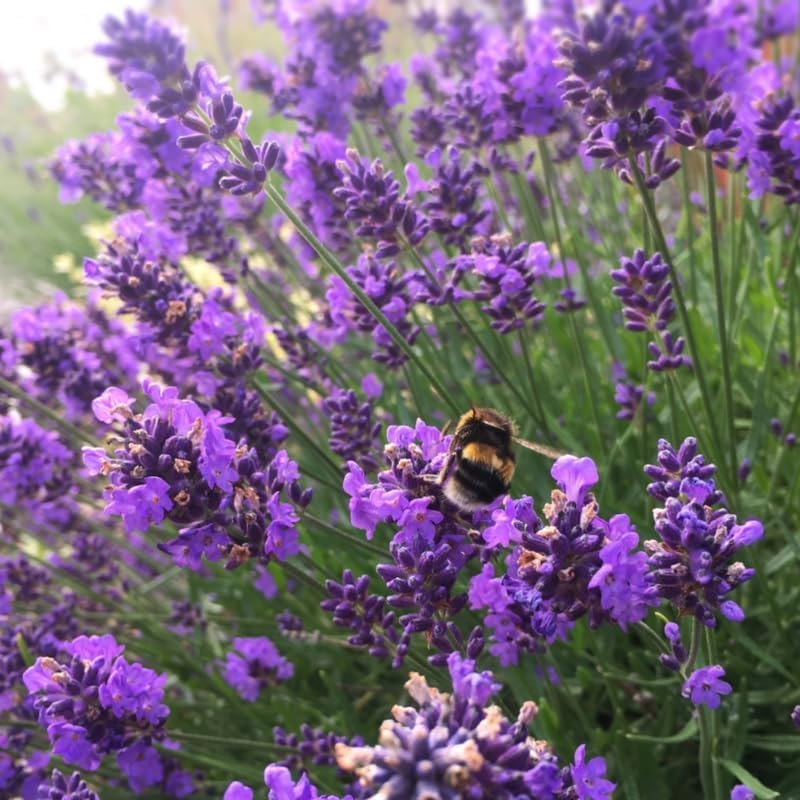 2 Purple Lavender Plants Live, Live Lavender Plant Indoor Outdoor, Live Lavender Plant, Lavender Plants Live, Edible Herb