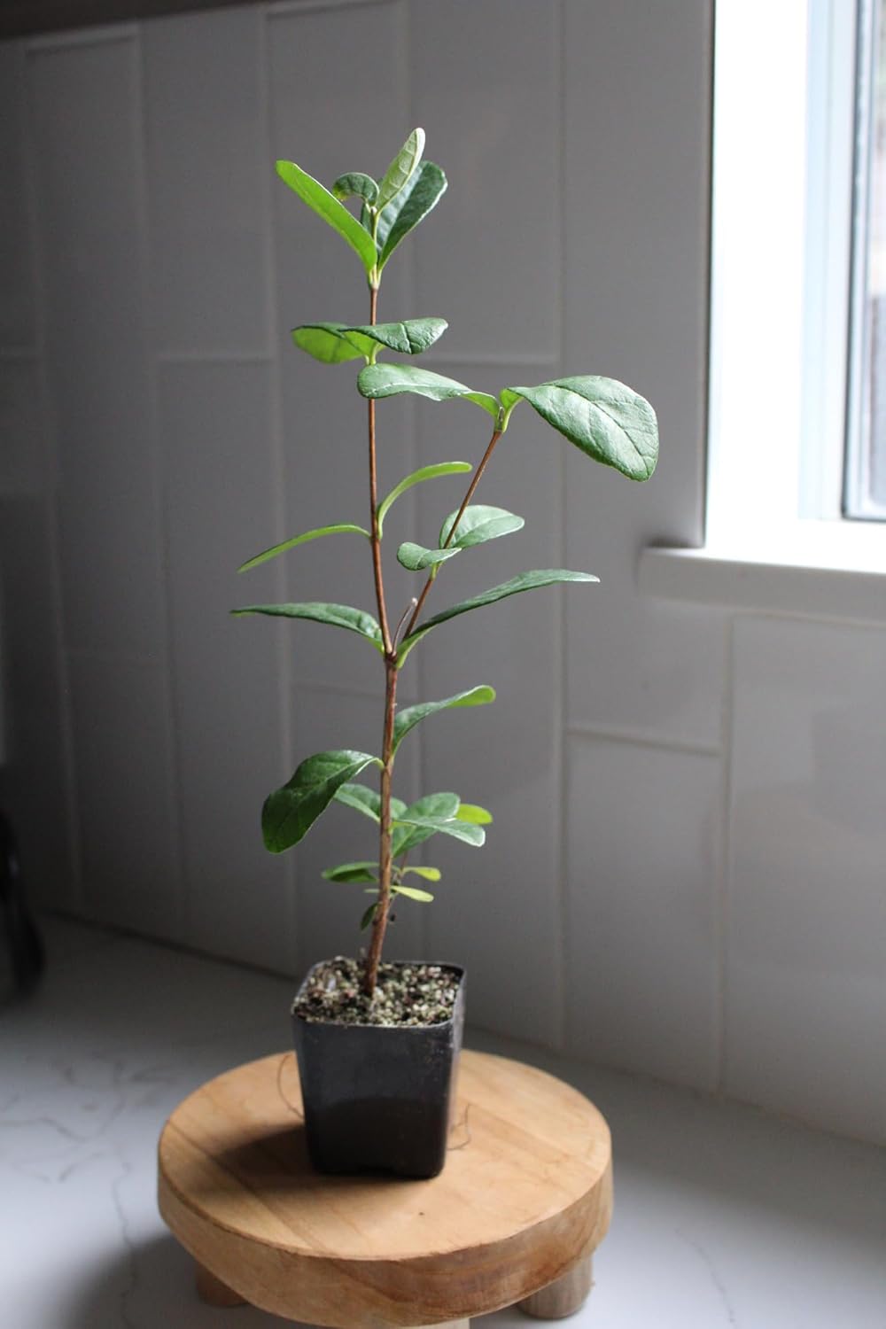 MYSHELFIE Pineapple Guava Starter Plant 5-6 inches, 2 inch Pot, Tropical Evergreen Shrub Edible Fruit Garden Purple Flowering Landscaping Live Vine Starter (1)