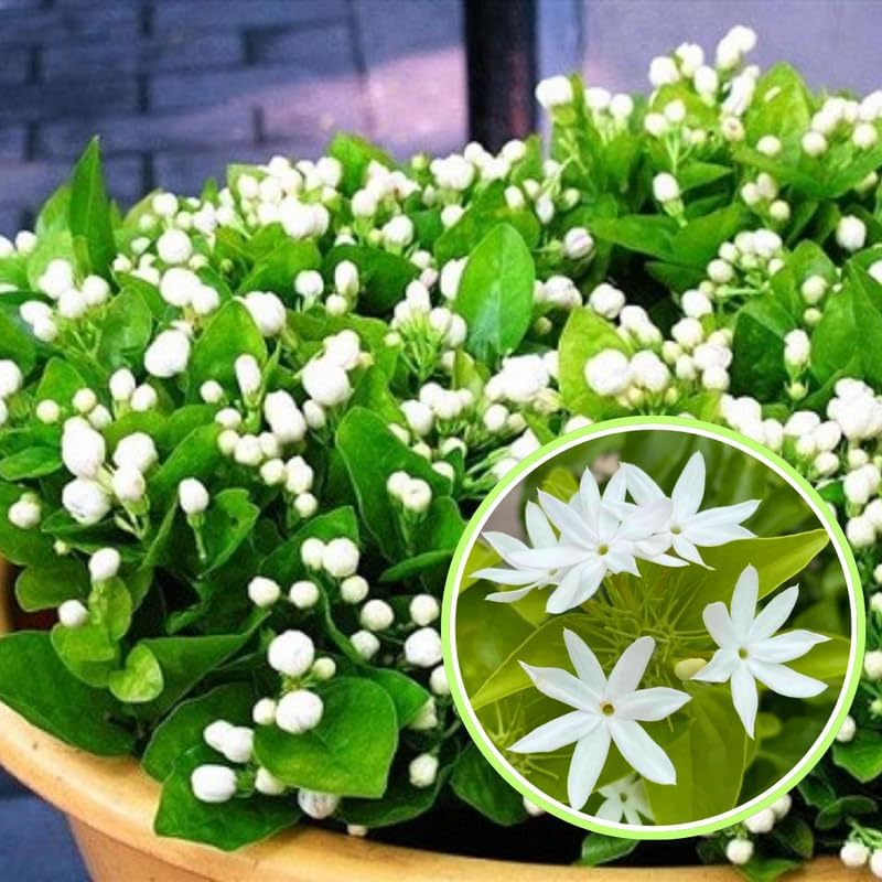 2 White Jasmine Plants Live, Climbing Jasmine Indoor Outdoor Live, Fragrant, 5-9" in Tall, No Pot, Hardy and Fast-Growing