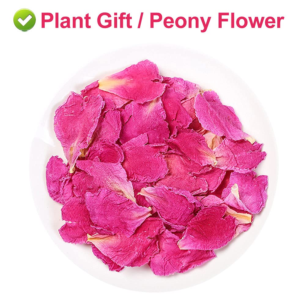 Plant Gift Peony Flower Petals 30G/1.05oz 芍药花 Herbaceous Peony Tea, Pure Herbal Tea, Peach Blossom Tea, Caffeine-Free, No GMOs, Chinese Tea