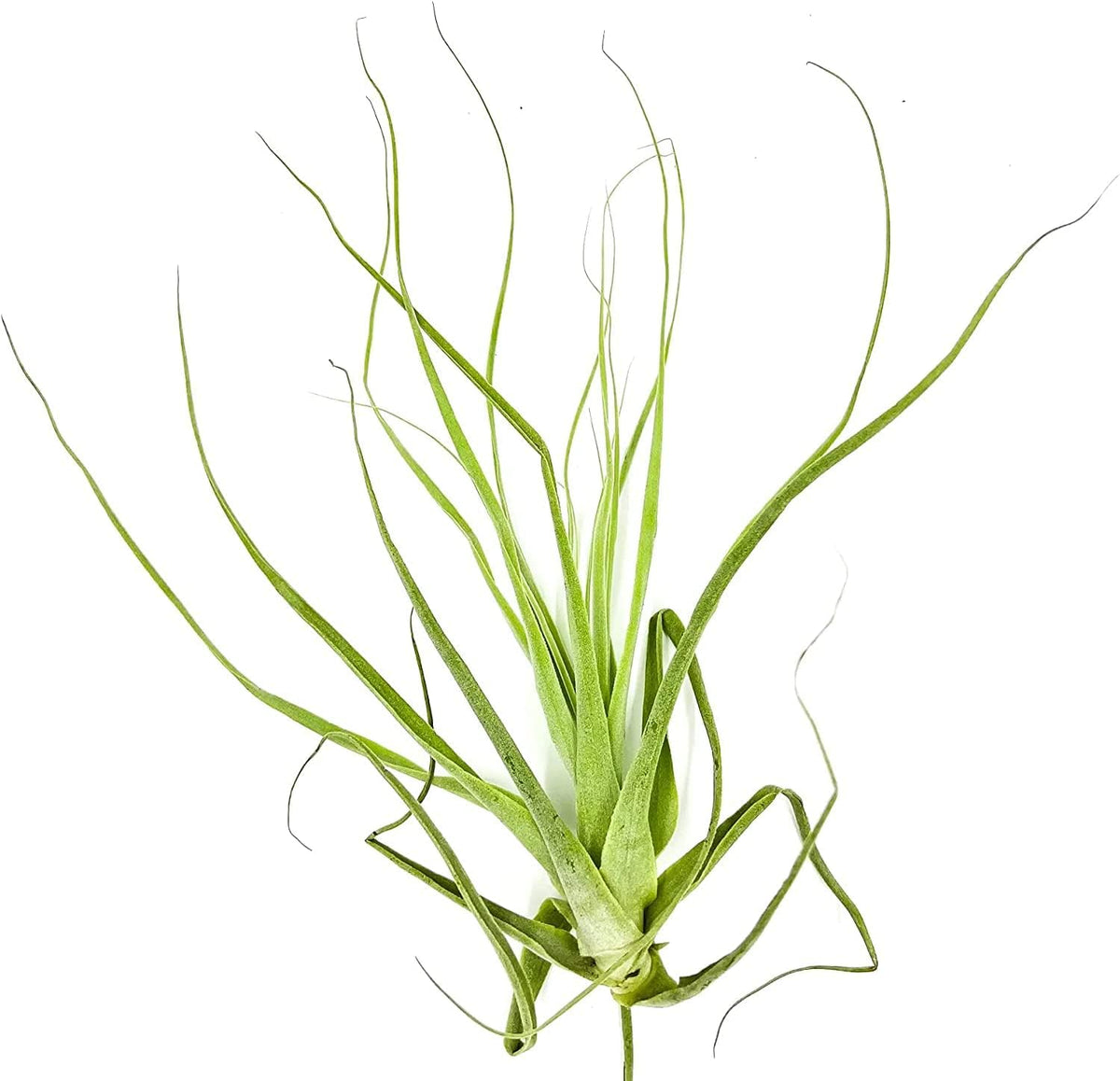 Air Plants - Tillandsia Straminea Jumbo 6-9" - 5ct - Live Arrival Guaranteed - House Plants for Home Decor & Gift