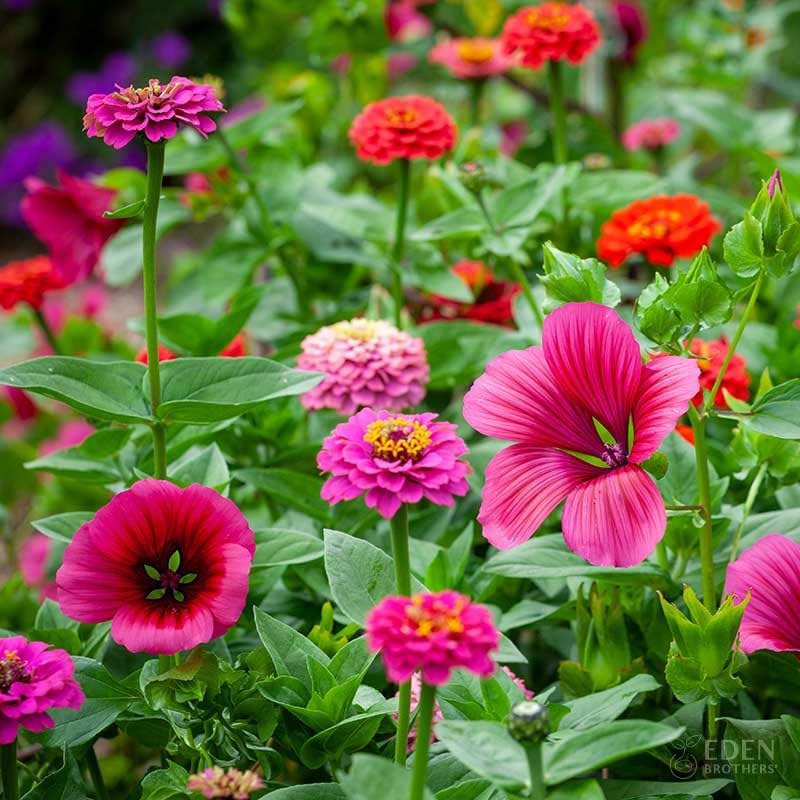 Eden Brothers Cupid's Flower Seed Mixed Seeds for Planting, 1 oz, 4,800,000+ Seeds with Malop Vulcan, Zinnia | Attracts Pollinators, Plant in Spring, Zones 2, 3, 4, 5, 6, 7, 8, 9, 10