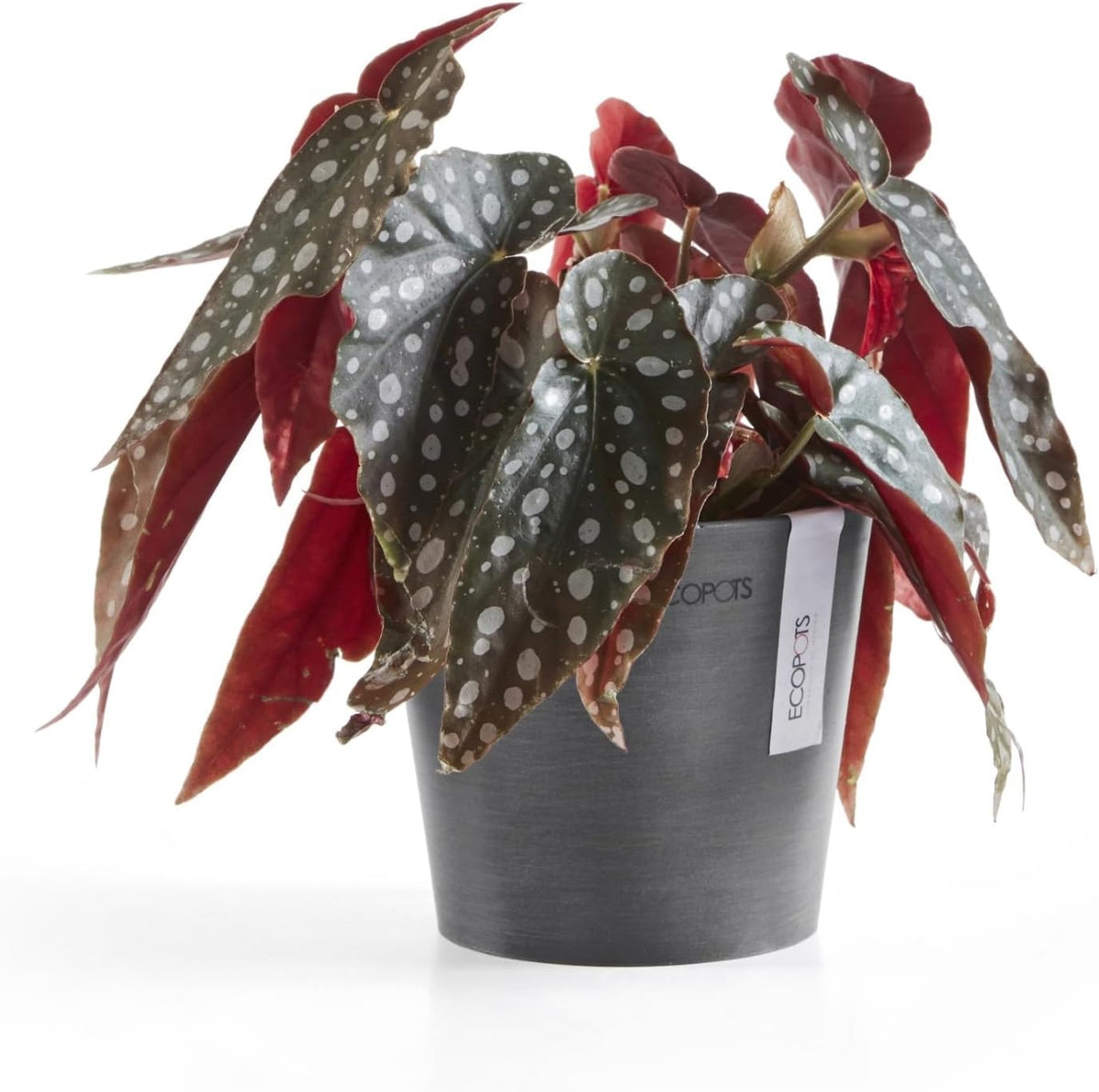 Ecopots Amsterdam Mini Durable Modern Round Recycled-Based Composite Flower Pot Planter, Grey, 5"