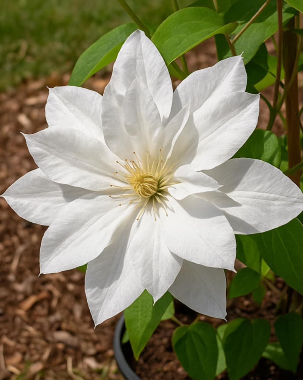 Perennial Farm Clematis 'Duchess of Edinburgh' Hybrid – Live Clematis Vine in 4 Quart Container, Elegant Double White Blooms, Long Blooming, Ideal for Trellises, Arbors & Classic Garden Displays