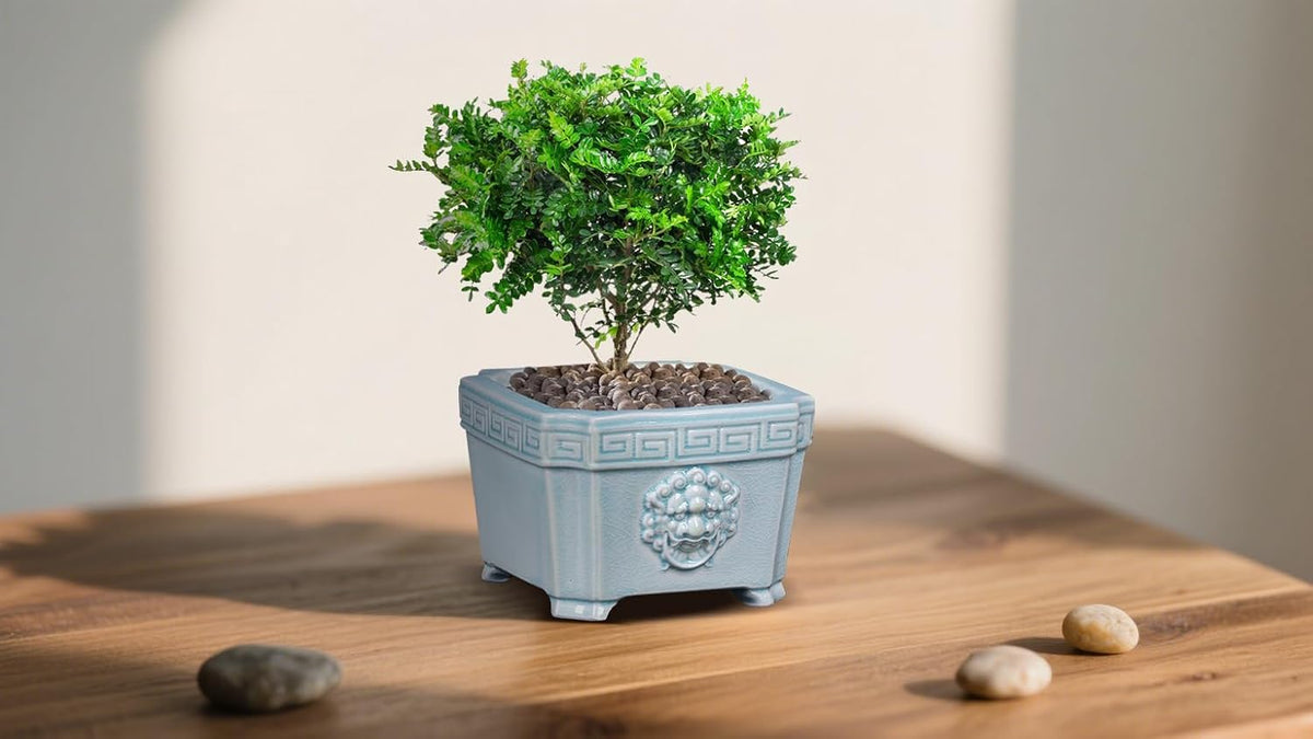 8-Inch Large Bonsai Pot Light Blue Water Bonsai Tree Ceramic Flower Pot Handmade