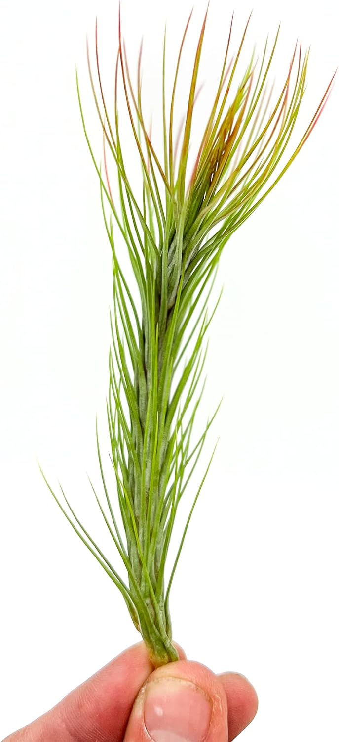 Air Plants - Tillandsia Funckiana Hybrid, Large 5-7" - 1ct - Live Arrival Guaranteed - House Plants for Home Decor & Gift
