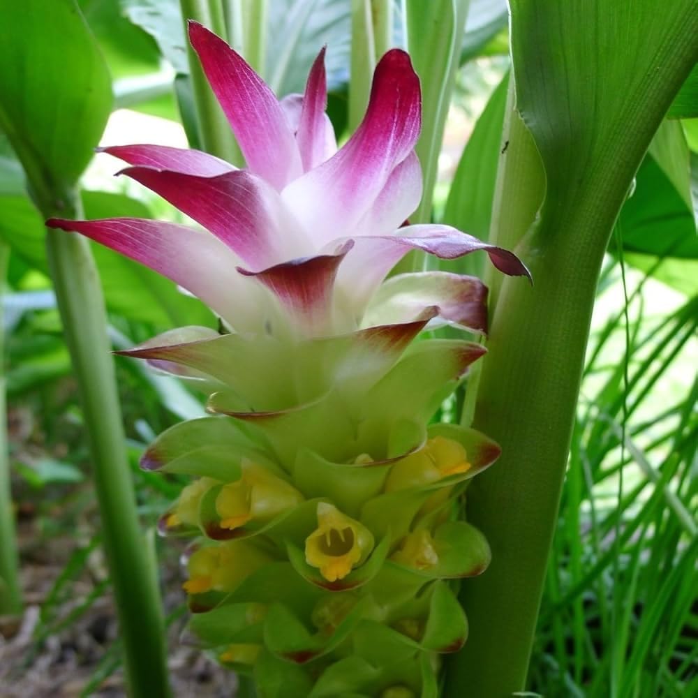 Premium Live Black Turmeric (Curcuma caesia) Plants - Rare Herbal Medicinal Plant, Perfect for Home Gardens (4 Black Turmeric Cups)