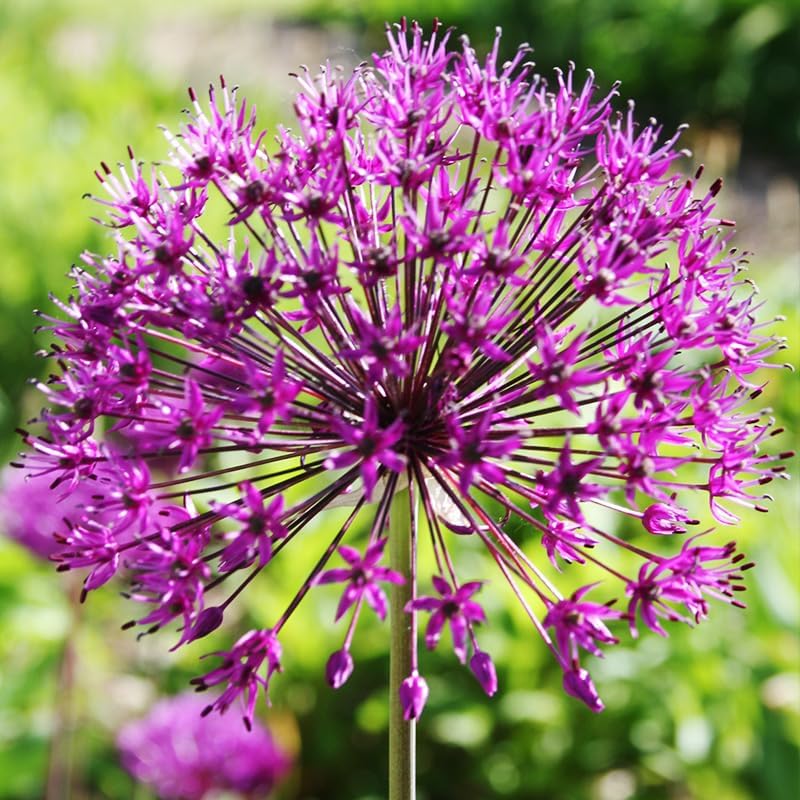 Purple Sensation Allium - Allium aflatuense Flower Bulbs - 5 Bulbs per Pack - Attracts Butterflies and Hummingbirds - Deer Resistant - Good as Cut Flowers - Perennializing - Easy to Grow Live Plants