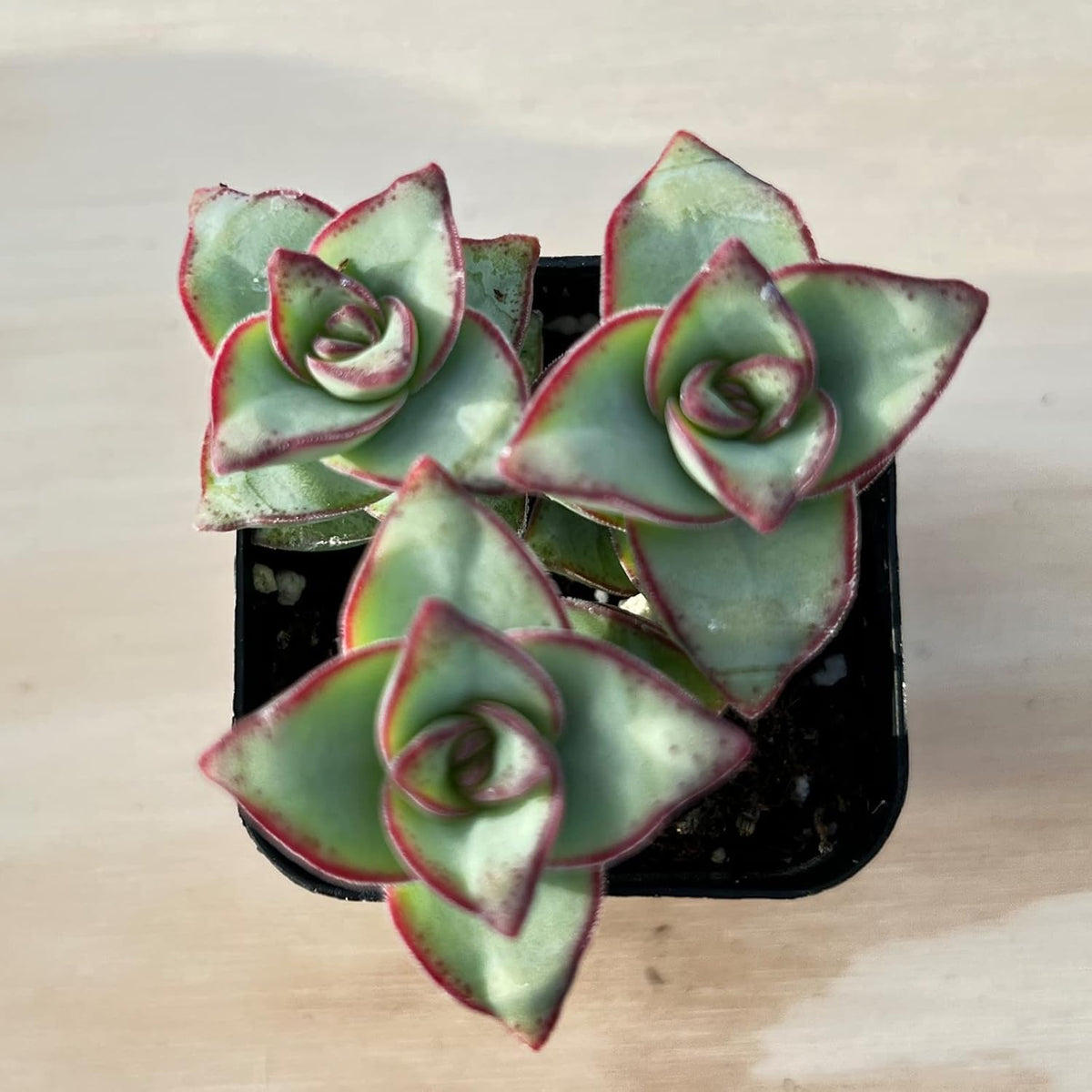 Sprout N Green Crassula Perforata subsp. Perforata in 2 inch Starter Pot, Rare Live Succulent Plant Fully Rooted, Home Office Indoor Outdoor Wedding Decoration DIY Projects Party Favor