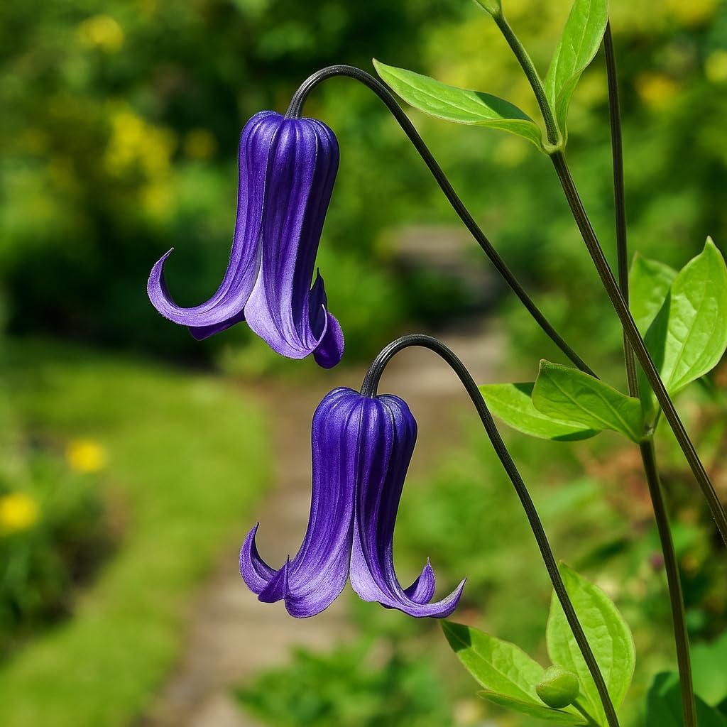 Perennial Farm Clematis 'Rooguchi' Hybrid – Live Flowering Vine in 4 Quart Container, Bell-Shaped Indigo-Purple Blooms, Non-Clinging Climber, Long Blooming, Ideal for Trellises, Arches & Containers