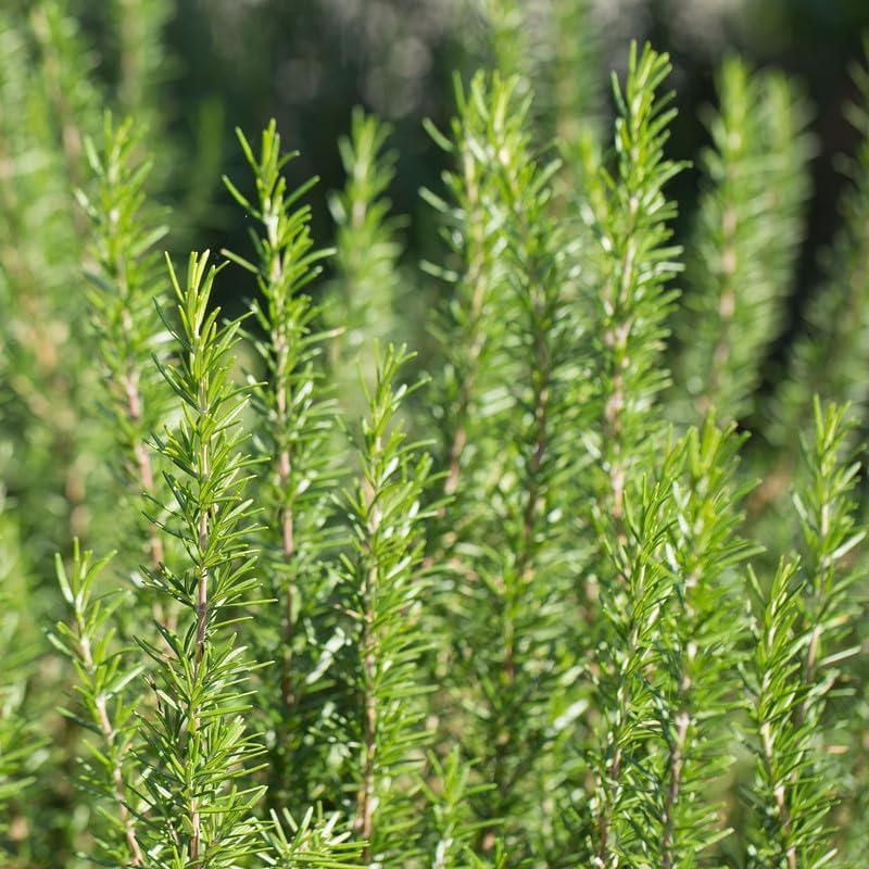 Rosemary Plant in 4 Inch Pot, Fragrant Plants for Indoor Outdoor Planting, Live Perennial Rosemary Plants