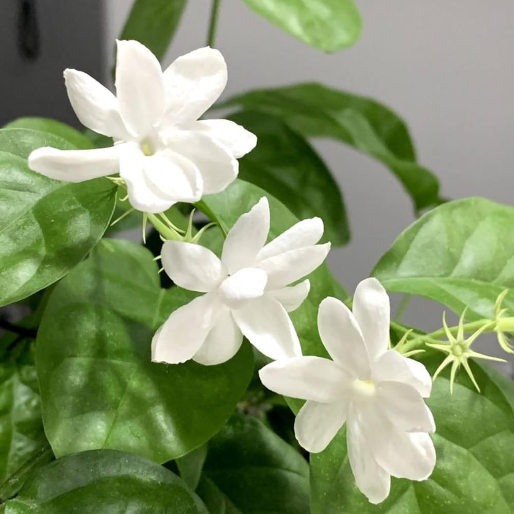 Maid of Orleans Jasmine Plants Live, Arabian Jasmine Plant Indoor, Fragrant Jasmines Flowers 4 to 7 Inch