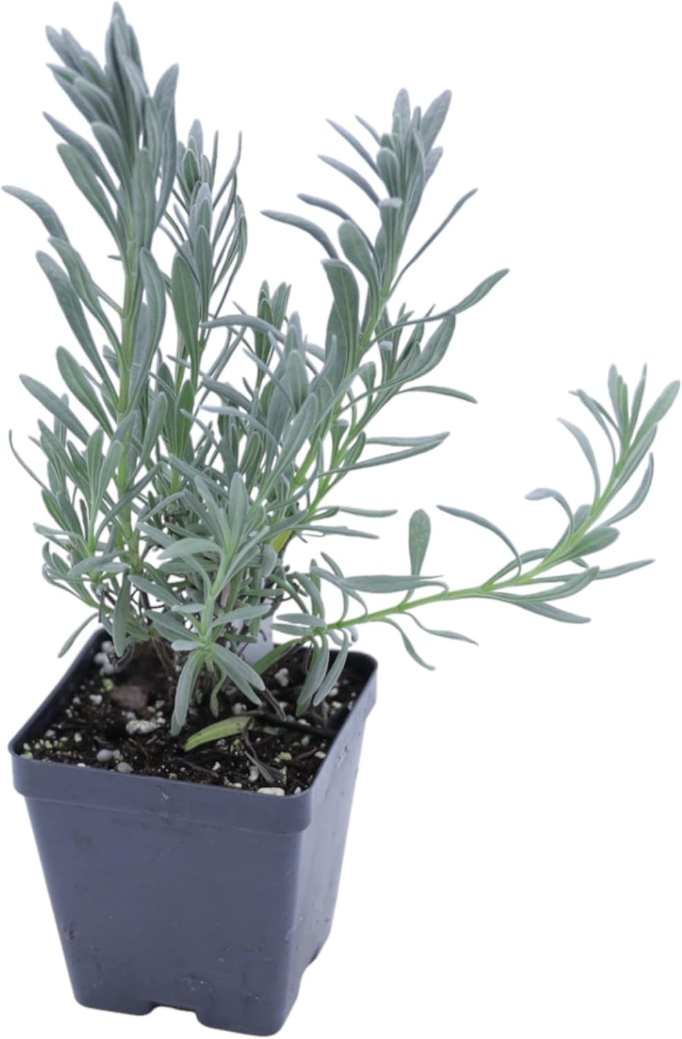 Greenwood Nursery: Live Perennial Plants - Phenomenal Lavender + Lavandula x Intermedia - [Qty: 1x Pint Pot] - (Click for Other Available Plants/Quantities)