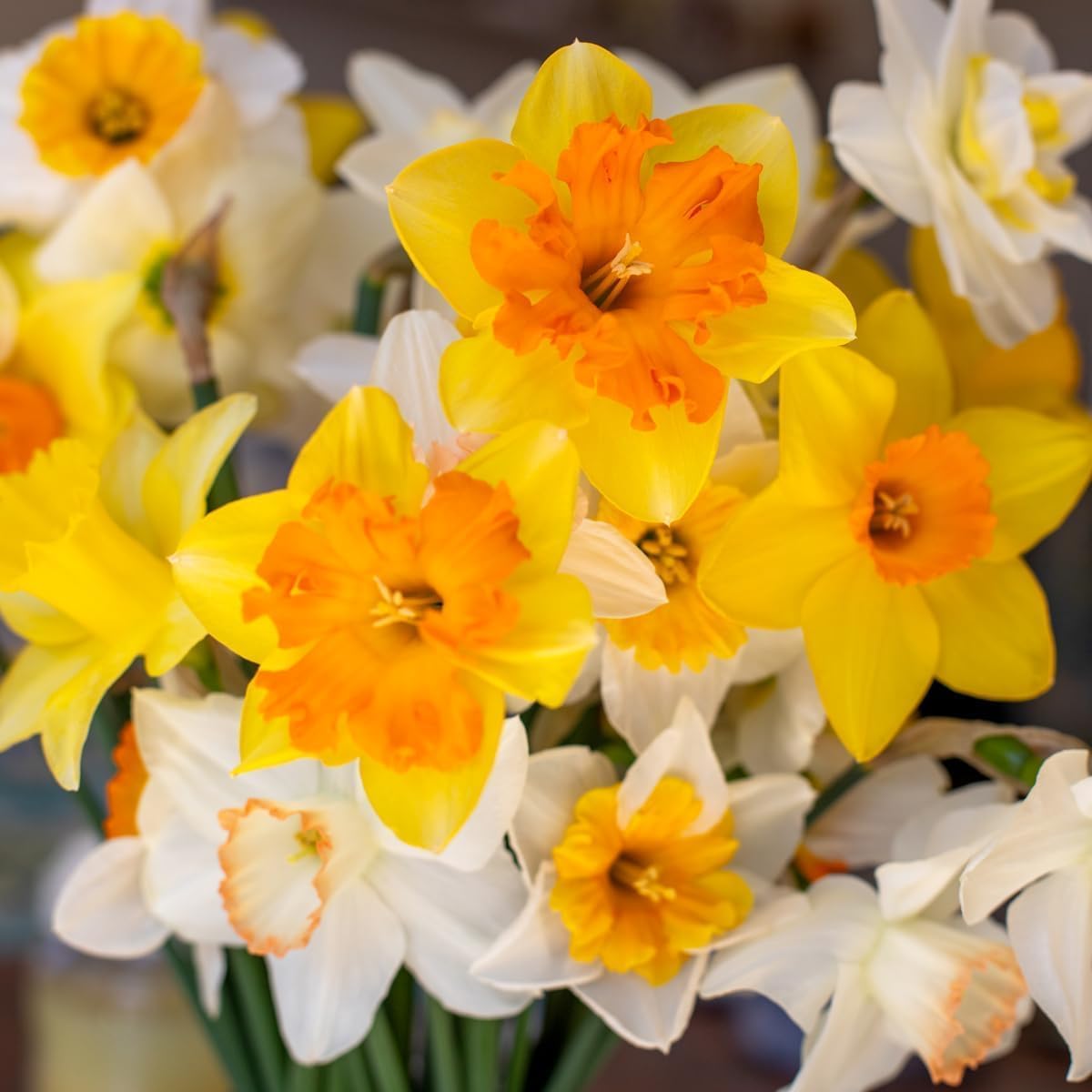 50-Pack Mixed Daffodil Bulbs – Naturalizing Narcissus Variety Pack – Bulk of Spring-Blooming Flowers – Deer Resistant & Cold Hardy – Easy Fall Planting - Plant in Gardens, Borders & Beds