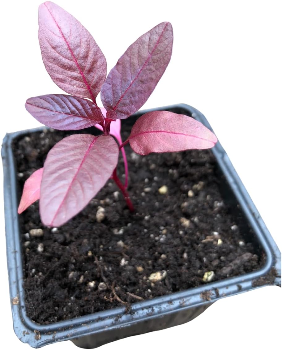 Smoke Camp Crafts Hopi Red Dye Amaranth, Organic Plant in 2.5-inch Pot, Edible Leaves, Flowering Plant for Dye Making