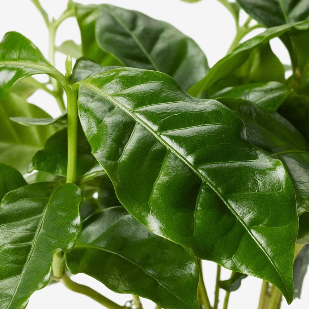 American Plant Exchange Arabica Coffee Real Live Plant, 6" Pot, Flowering Indoor Outdoor Air Purifier, Green Rippled Leaves